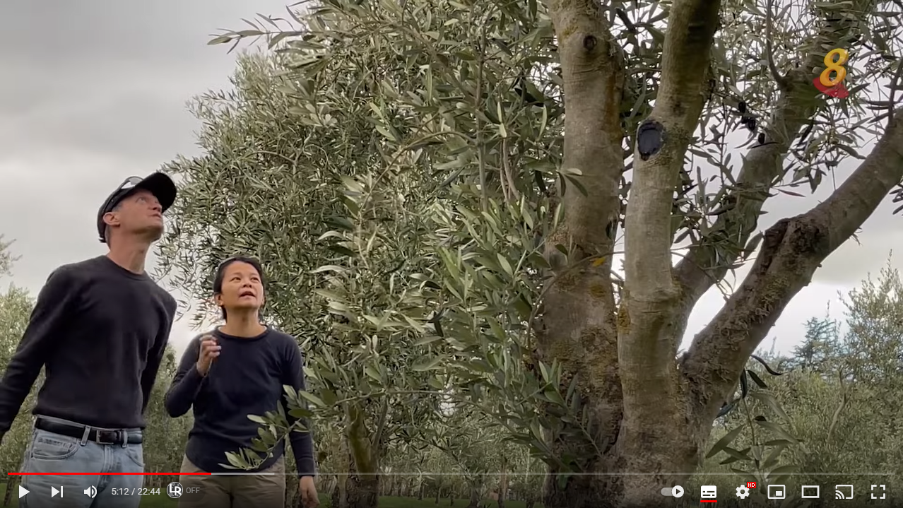 Load video: How Olive Oil Is Made - Olives Are Harvested In Grove &amp; Pressed